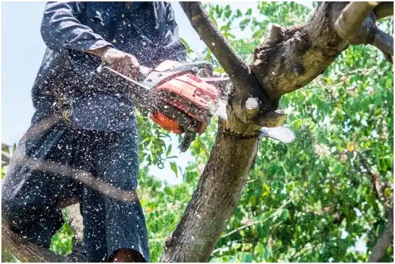 tree services Manchaca